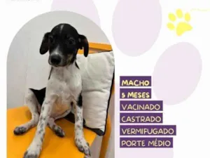 Cachorro raça SRD-ViraLata idade 1 ano nome Cafe