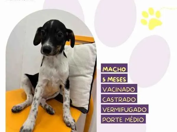 Cachorro ra a SRD-ViraLata idade 1 ano nome Cafe