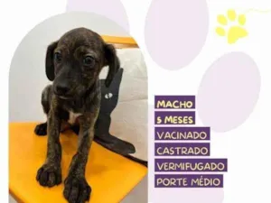 Cachorro raça SRD-ViraLata idade 1 ano nome Faisca