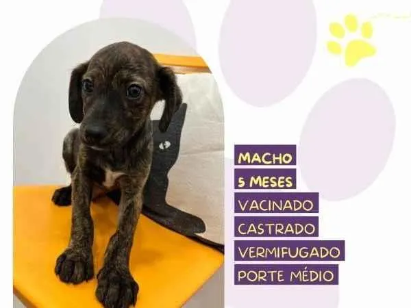 Cachorro ra a SRD-ViraLata idade 1 ano nome Faisca