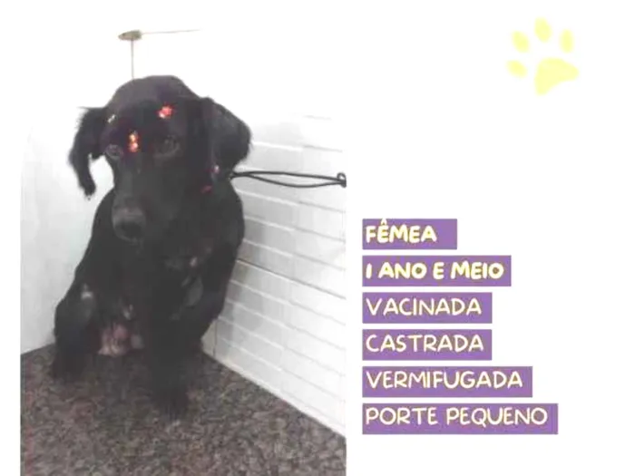 Cachorro ra a SRD-ViraLata idade 1 ano nome Drika