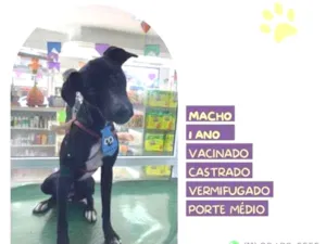 Cachorro raça SRD-ViraLata idade 1 ano nome Thor