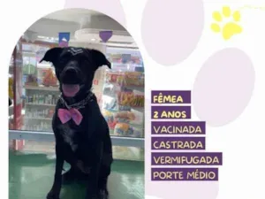 Cachorro raça SRD-ViraLata idade 1 ano nome Brisa