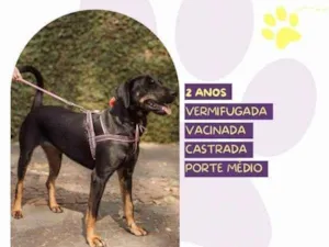 Cachorro raça SRD-ViraLata idade 1 ano nome Bel