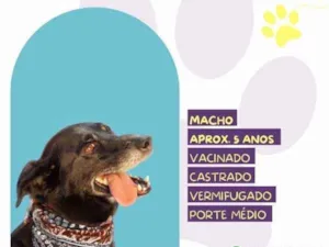 Cachorro raça SRD-ViraLata idade 1 ano nome Zulu