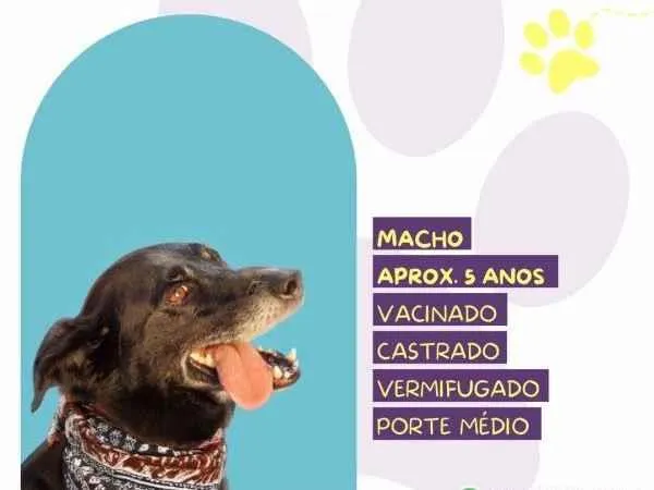 Cachorro ra a SRD-ViraLata idade 1 ano nome Zulu