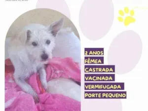 Cachorro raça SRD-ViraLata idade 1 ano nome Yasmin