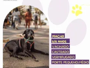 Cachorro raça SRD-ViraLata idade 1 ano nome Jorginho