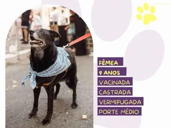 Cachorro ra a SRD-ViraLata idade 1 ano nome Amora