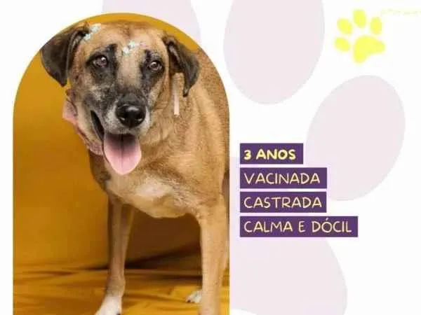 Cachorro ra a SRD-ViraLata idade 1 ano nome Stella