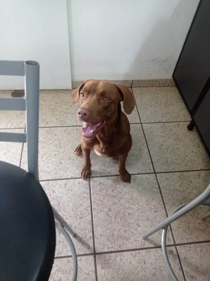 Cachorro ra a Pit-Bull idade 7 a 11 meses nome Chocolate 