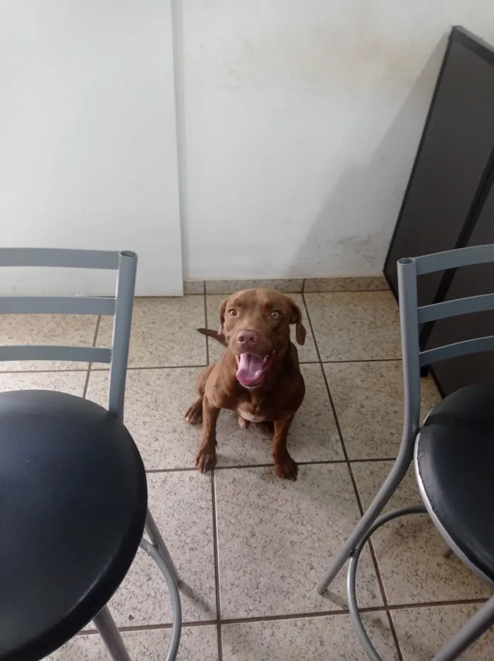 Cachorro ra a Pit-Bull idade 7 a 11 meses nome Chocolate 