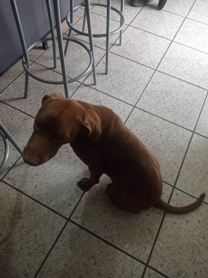 Cachorro ra a Pit-Bull idade 7 a 11 meses nome Chocolate 