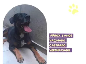 Cachorro raça SRD-ViraLata idade 1 ano nome Gigante Emilio