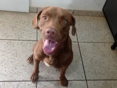 Cachorro raça Pit-Bull idade 7 a 11 meses nome Chocolate 