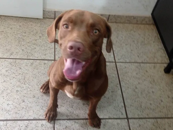 Cachorro ra a Pit-Bull idade 7 a 11 meses nome Chocolate 