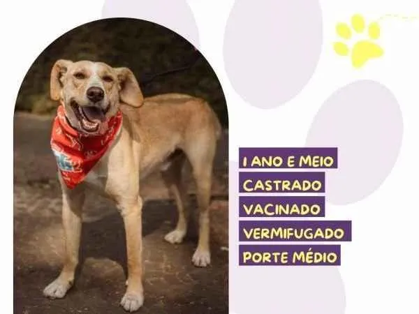 Cachorro ra a SRD-ViraLata idade 2 a 6 meses nome Lyon