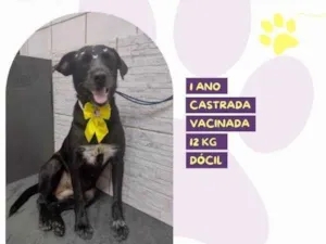 Cachorro raça SRD-ViraLata idade 1 ano nome Susy