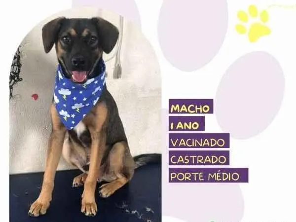 Cachorro ra a SRD-ViraLata idade 1 ano nome Duque