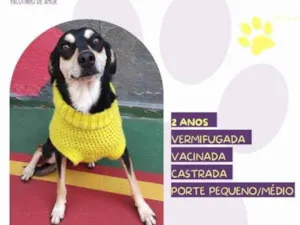 Cachorro raça SRD-ViraLata idade 1 ano nome Luna