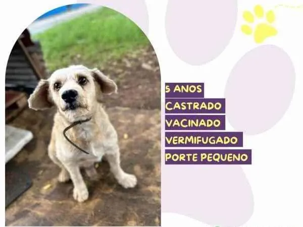 Cachorro ra a SRD-ViraLata idade 1 ano nome Popeye