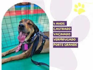 Cachorro raça SRD-ViraLata idade 1 ano nome Pluto