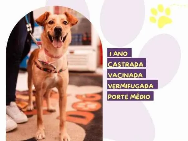 Cachorro ra a SRD-ViraLata idade 1 ano nome Pandora