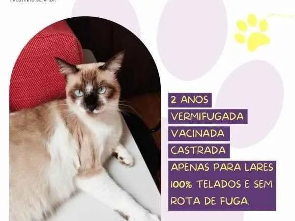 Gato ra a SRD-ViraLata idade 1 ano nome Sabrina