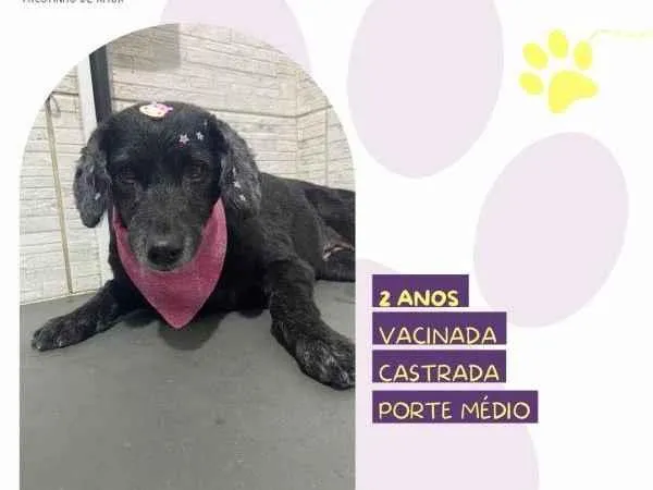 Cachorro ra a SRD-ViraLata idade 1 ano nome Neguinha