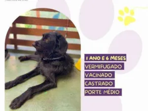 Cachorro raça SRD-ViraLata idade 1 ano nome Nick