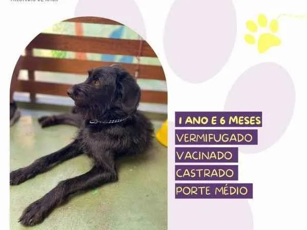 Cachorro ra a SRD-ViraLata idade 1 ano nome Nick