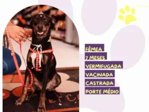 Cachorro raça SRD-ViraLata idade 1 ano nome Any