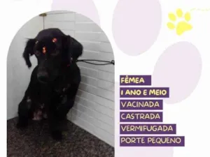 Cachorro raça SRD-ViraLata idade 1 ano nome Drika