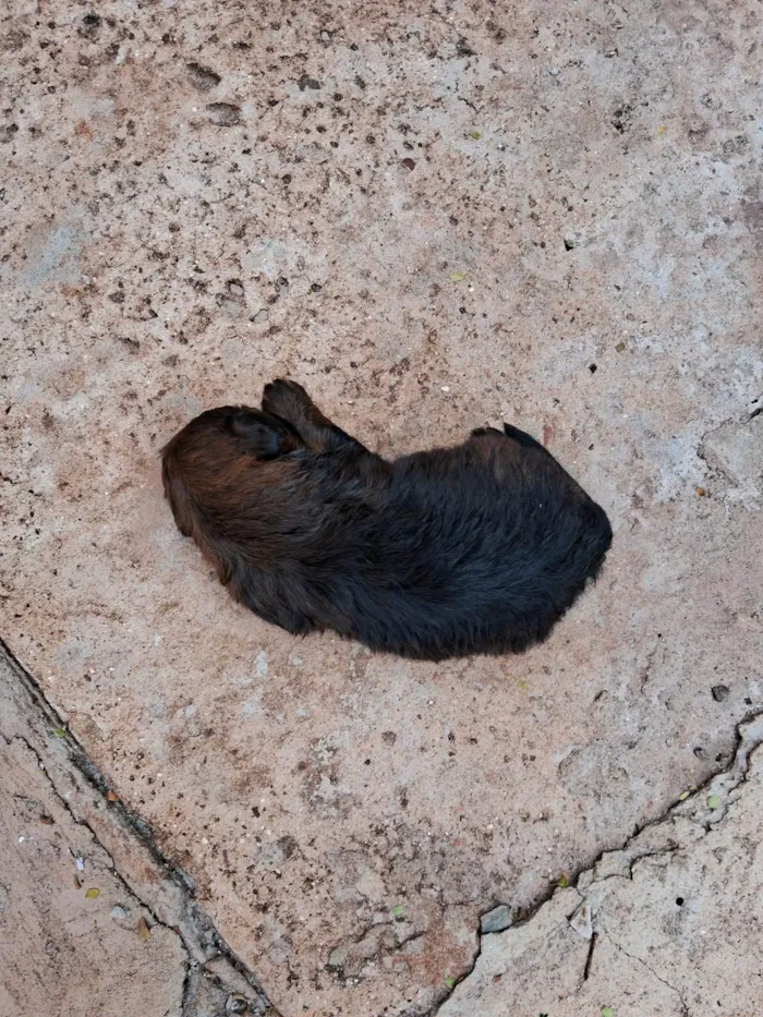 Cachorro ra a SRD-ViraLata idade 1 ano nome Lula da Silva 