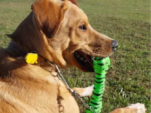 Cachorro raça SRD-ViraLata idade 7 a 11 meses nome Romeu 