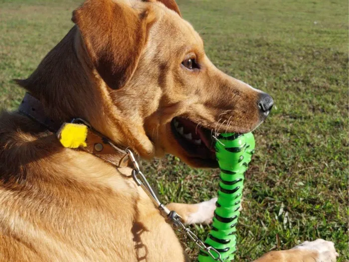 Cachorro ra a SRD-ViraLata idade 7 a 11 meses nome Romeu 