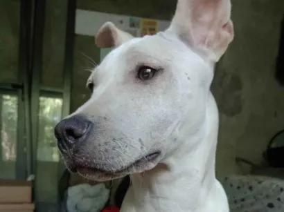 Cachorro raça SRD-ViraLata idade 7 a 11 meses nome Maia