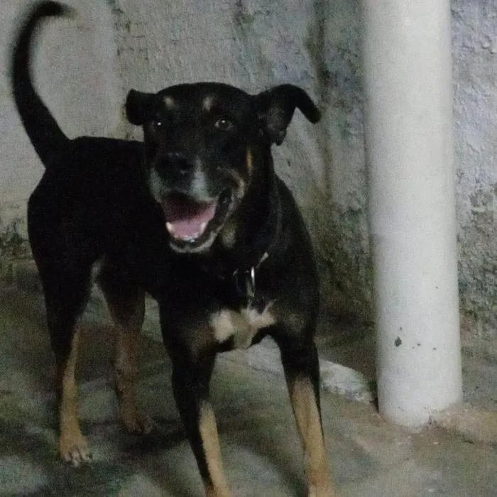 Cachorro ra a Pastor Alemão idade 5 anos nome Beethoven 