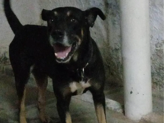 Cachorro ra a Pastor Alemão idade 5 anos nome Beethoven 