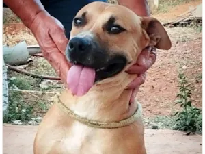 Cachorro raça SRD-ViraLata idade 7 a 11 meses nome Rex