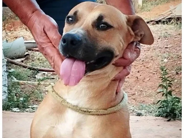 Cachorro ra a SRD-ViraLata idade 7 a 11 meses nome Rex