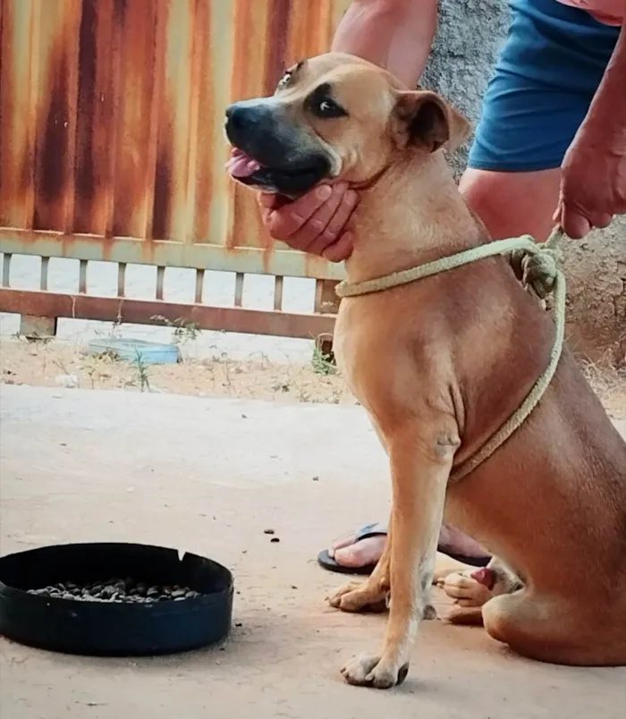 Cachorro ra a SRD-ViraLata idade 7 a 11 meses nome Rex