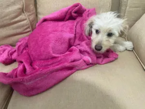 Cachorro raça Poodle idade 7 a 11 meses nome Amora