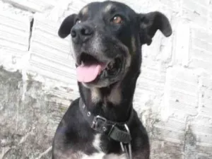 Cachorro raça Pastor Alemão idade 5 anos nome Beethoven 