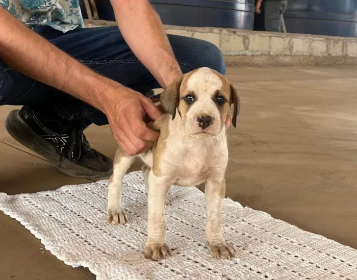 Cachorro ra a SRD-ViraLata idade Abaixo de 2 meses nome Carneiro