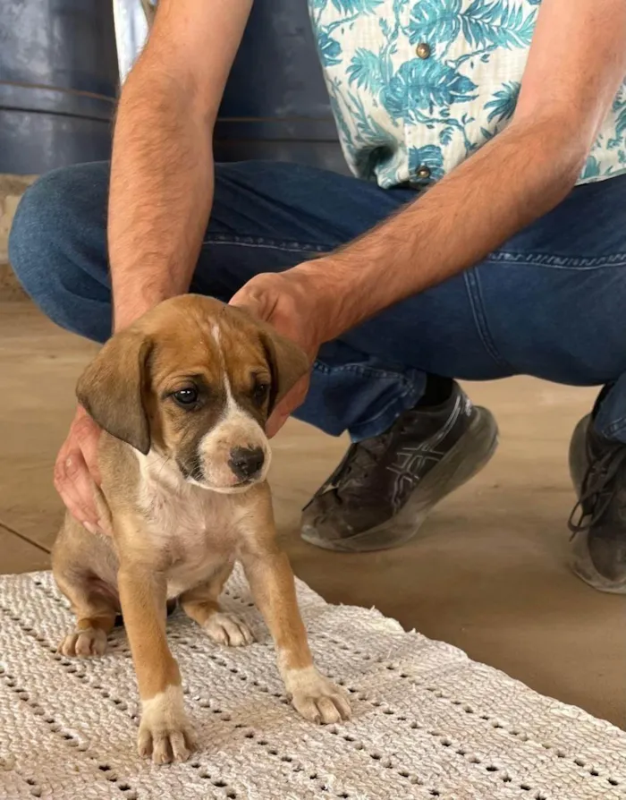 Cachorro ra a SRD-ViraLata idade Abaixo de 2 meses nome Carneiro