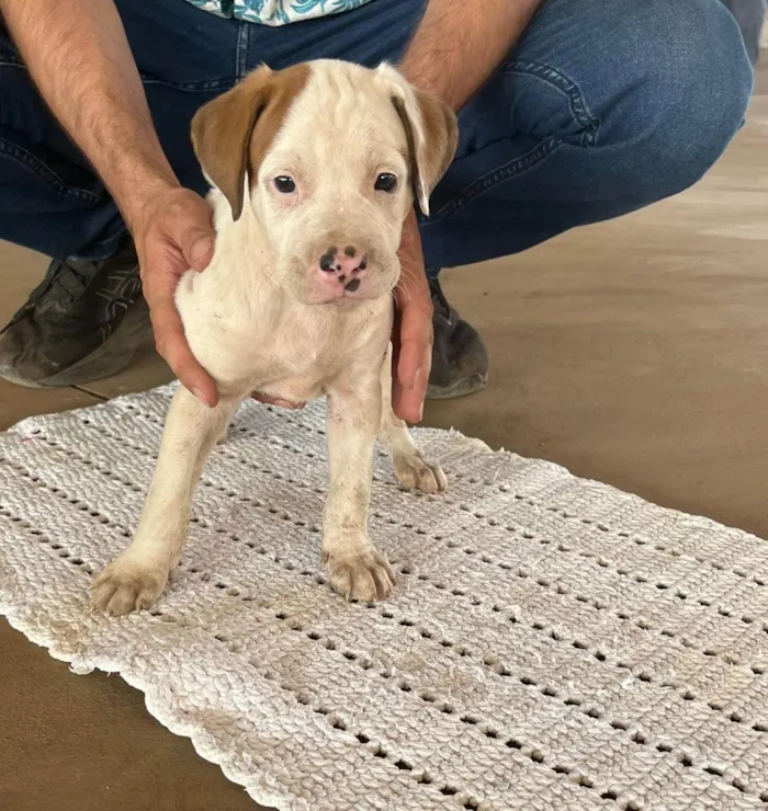 Cachorro ra a SRD-ViraLata idade Abaixo de 2 meses nome Carneiro