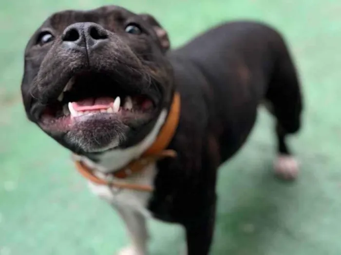 Cachorro ra a Staffordshire bull terrires idade 1 ano nome Apollo