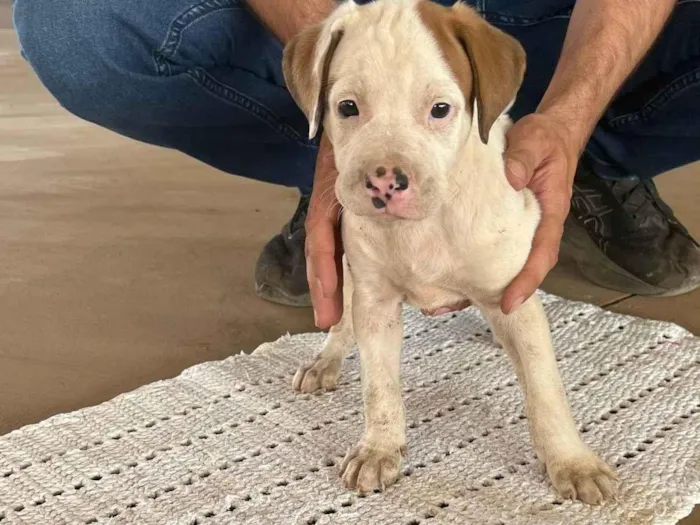 Cachorro ra a SRD-ViraLata idade Abaixo de 2 meses nome Carneiro