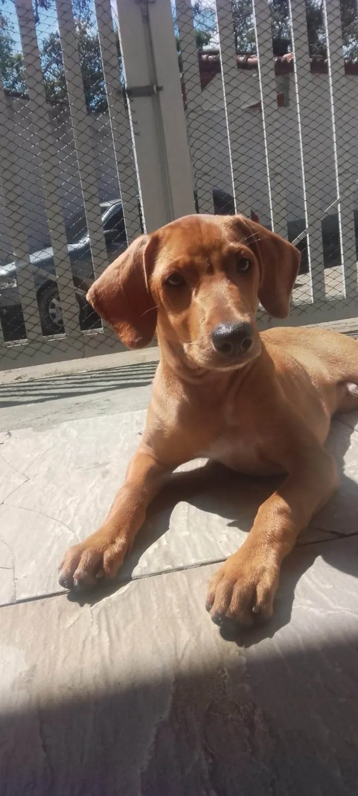 Cachorro ra a Basset-Cofap idade 2 a 6 meses nome Scooby